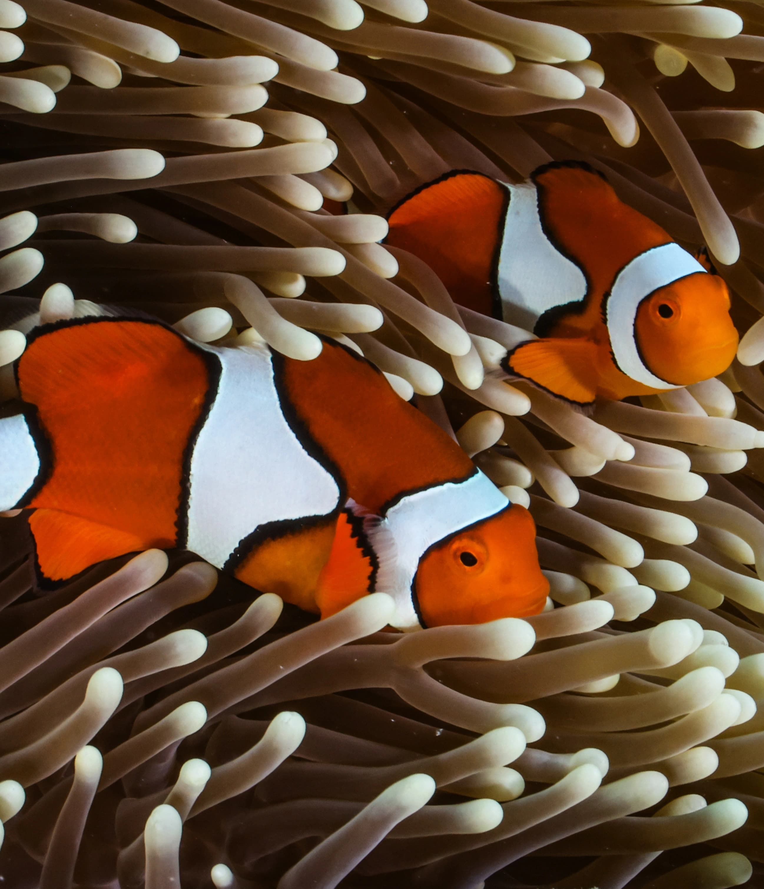 Nemo in Anemone