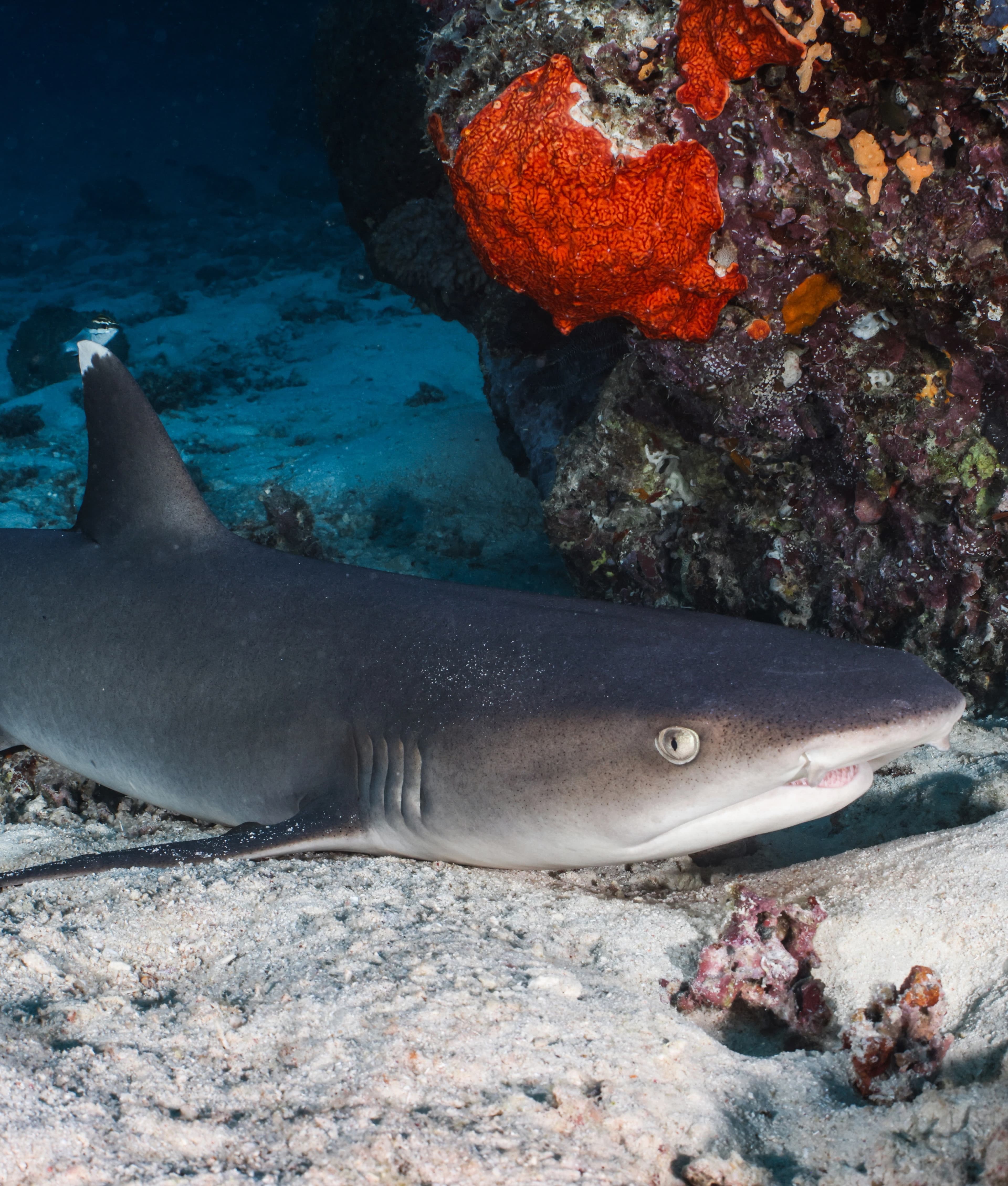 Shark and Coral Reef